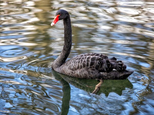 12 Black Swan Spiritual Meanings
