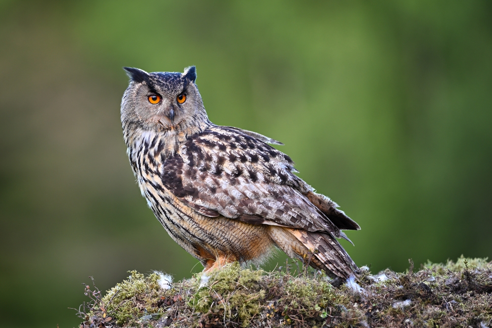10 Hearing An Owl Spiritual Meanings
