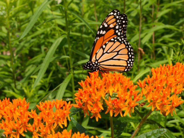 4 See An Orange Butterfly Spiritual Meanings