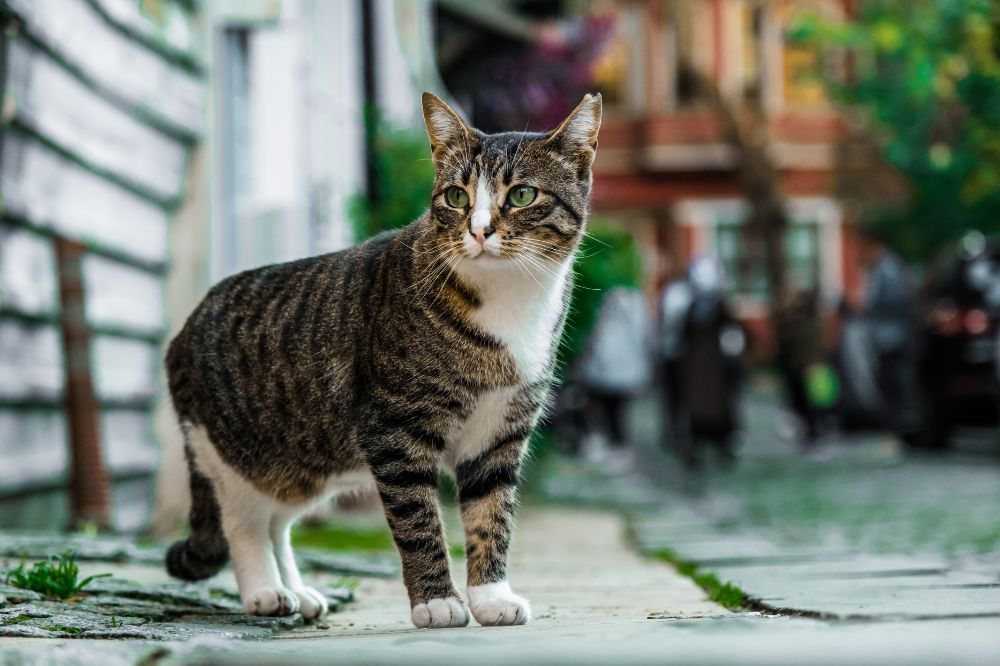 7 A Stray Cat Comes To Your House Spiritual Meanings 2