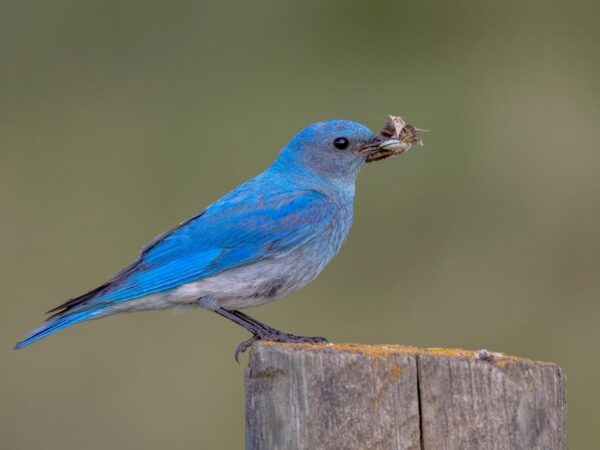 7 Seeing A Bluebird Spiritual Meanings