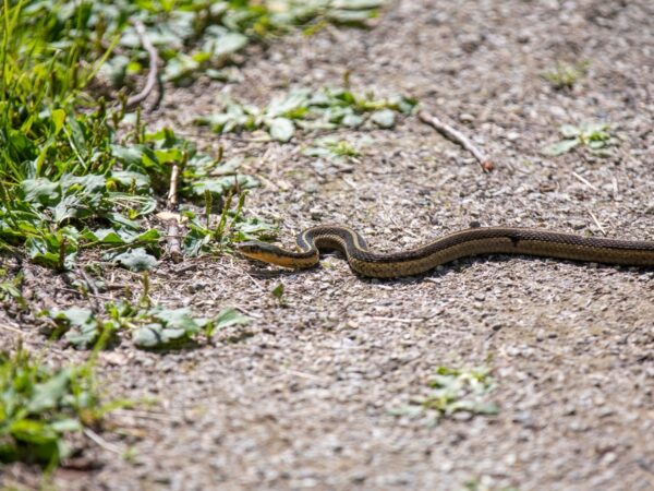 8 See A Snake In Your Path Spiritual Meanings