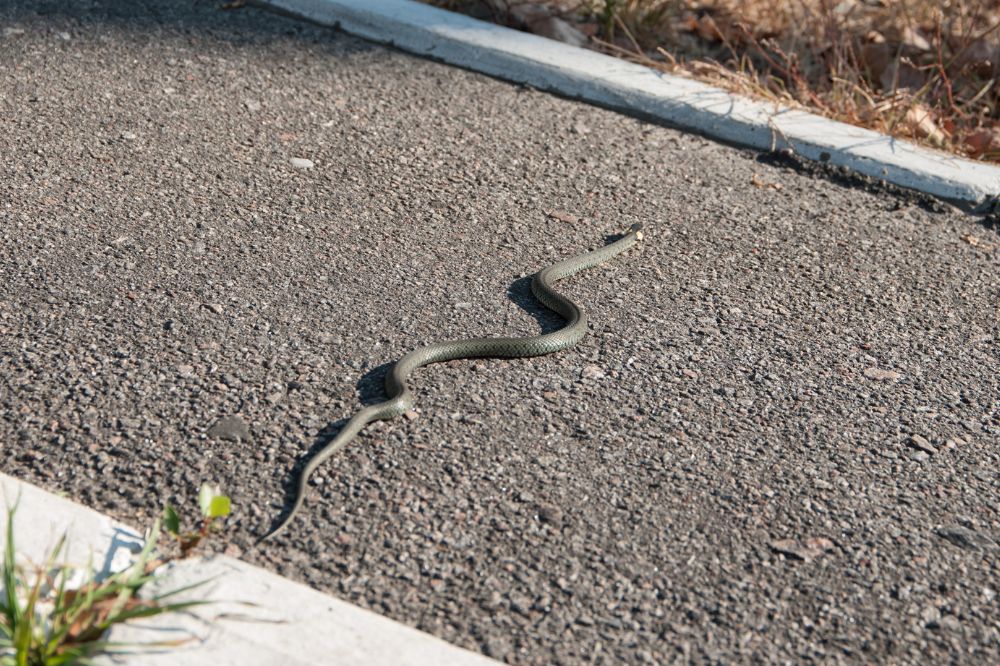 8 See A Snake In Your Path Spiritual Meanings3