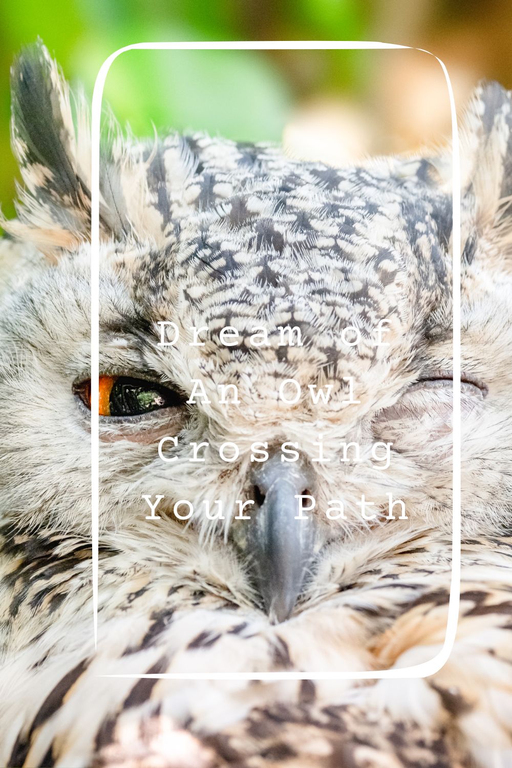 Dream of An Owl Crossing Your Path pin2
