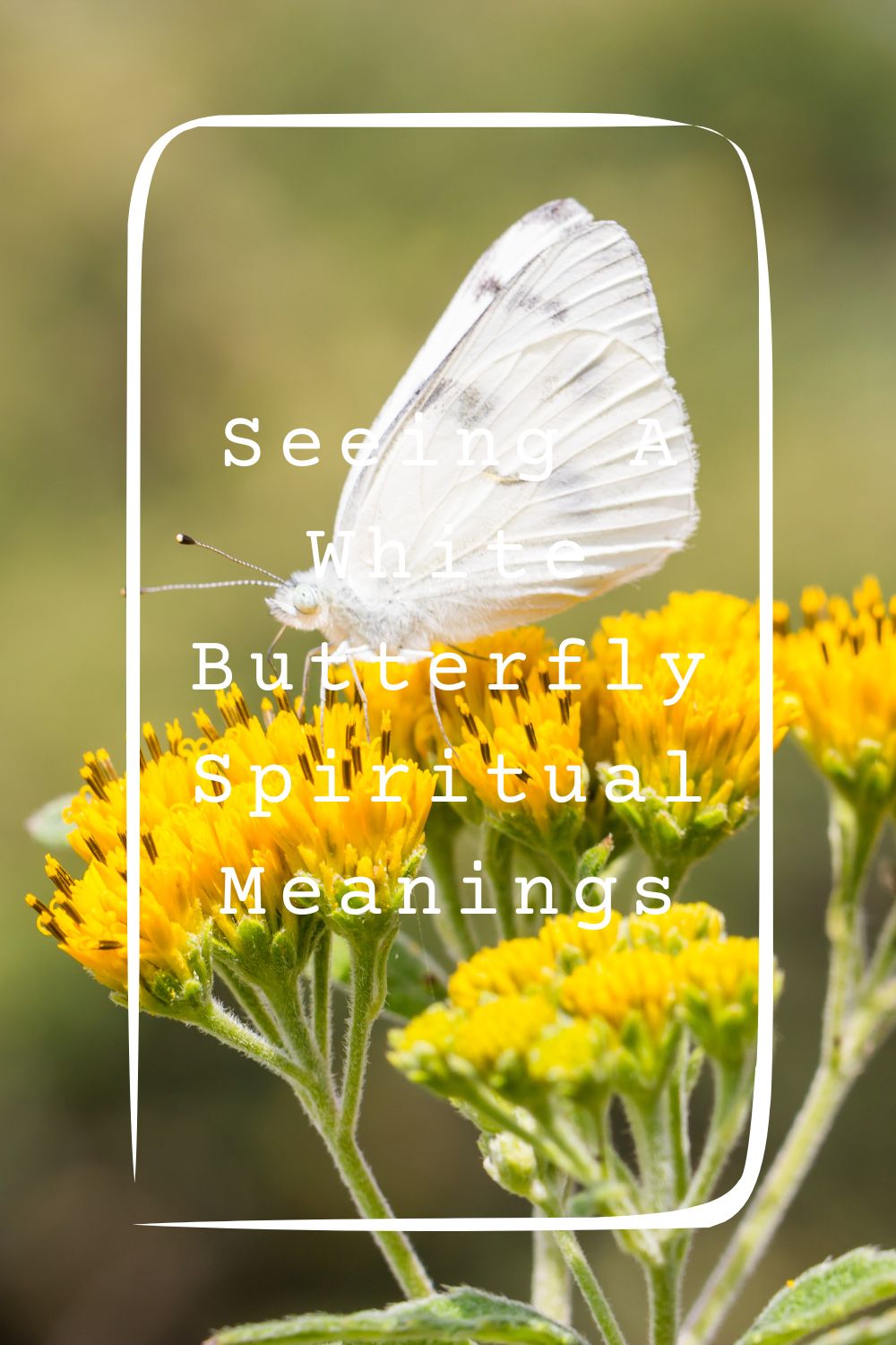 13 Seeing A White Butterfly Spiritual Meanings