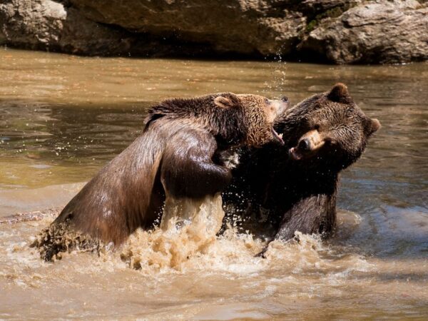 12 Dream of Bears Attacking Meanings