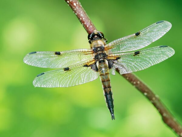 6 Dream of Dragonfly Meanings
