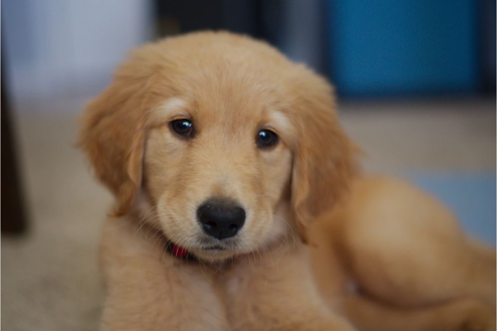 Dream of A Puppy3