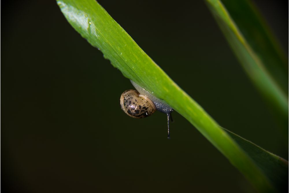 Dream of Snails2