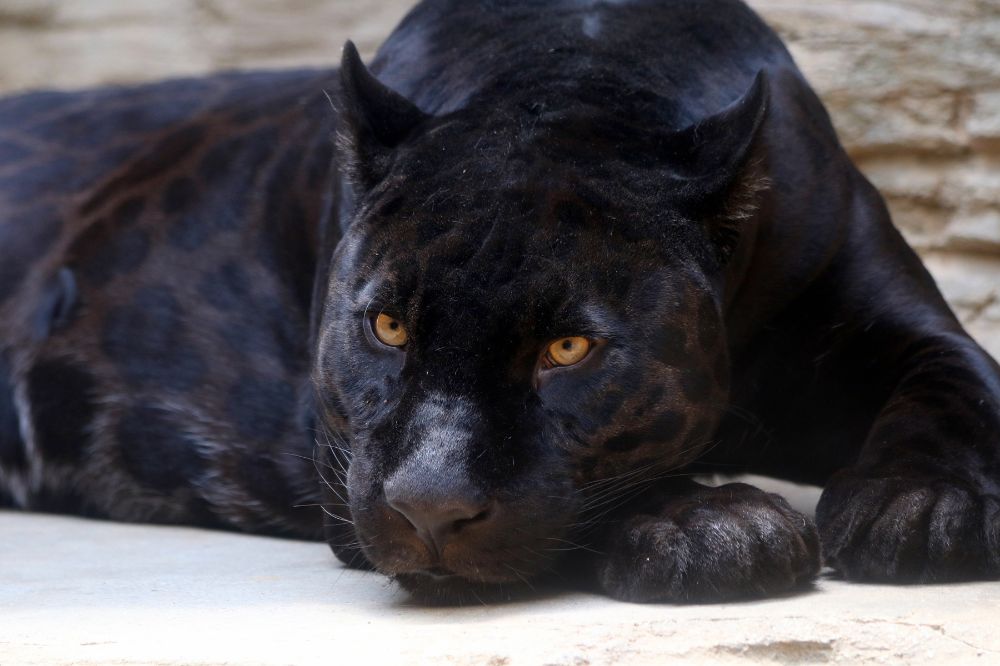 19 Dream of Black Panther Meanings2